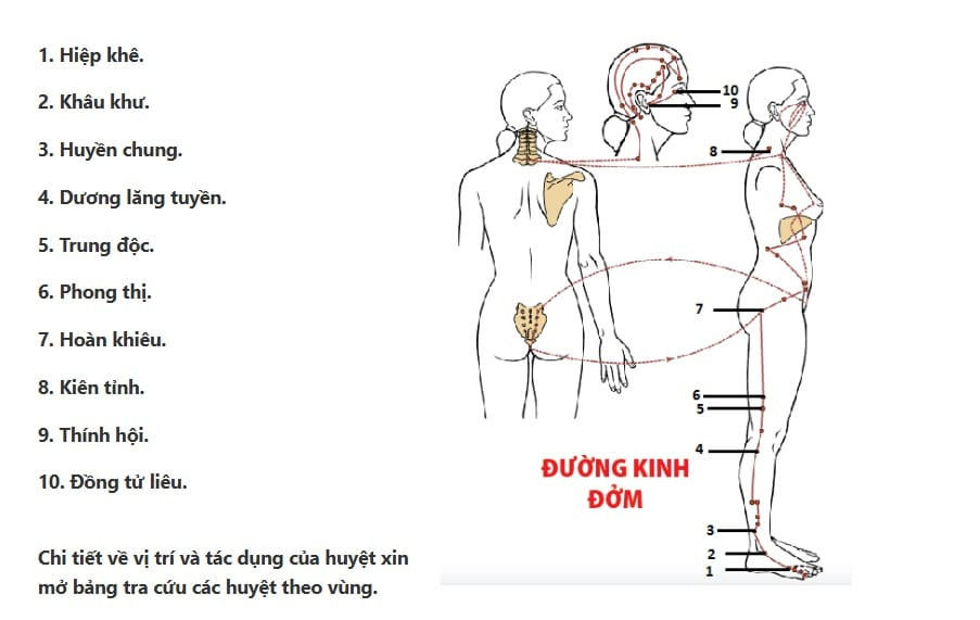 Đường kinh Đởm từ mắt lên trán, xuống nách và dọc mặt ngoài chân