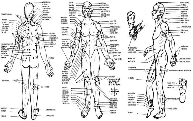 Sơ đồ tổng quan về các đường kinh lạc chính trên cơ thể người