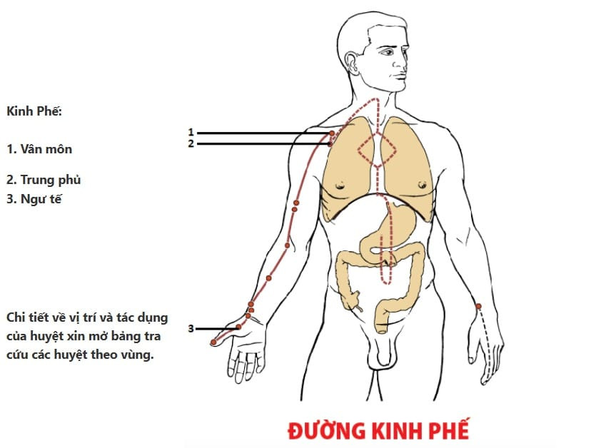 Đường kinh Phế trên tay, chạy từ ngực xuống ngón cái