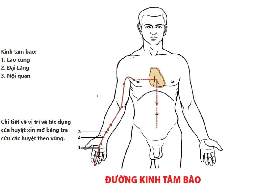 Đường kinh Tâm bào trên cánh tay, kết thúc ở ngón giữa