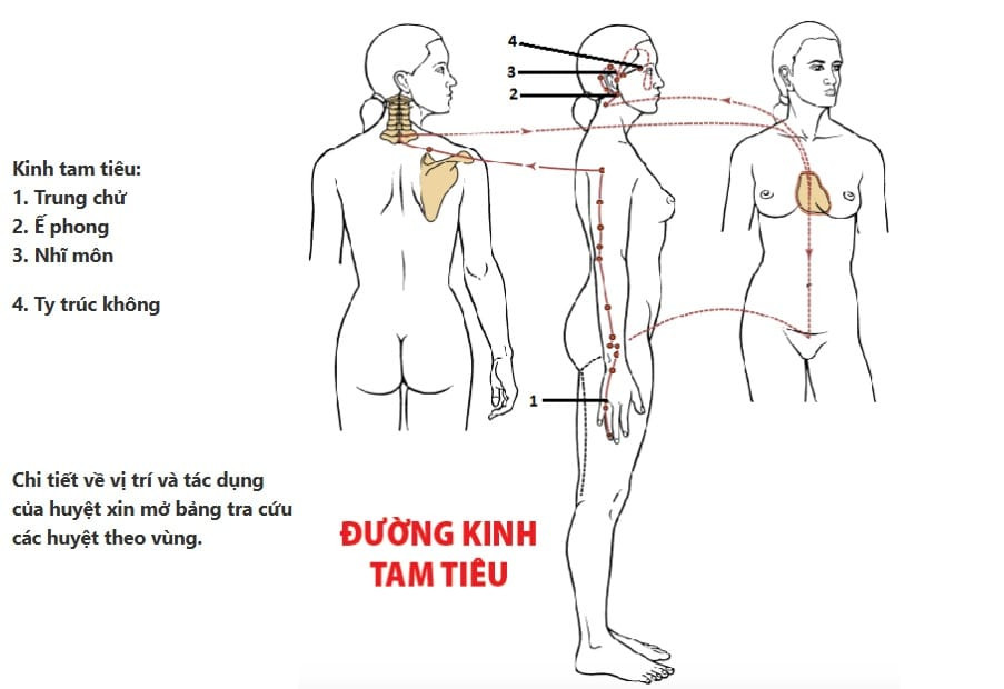 Đường kinh Tam tiêu chạy dọc mặt ngoài cánh tay lên tai