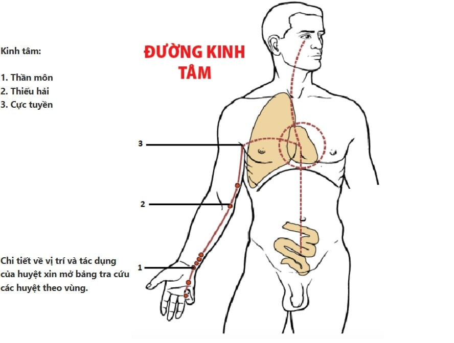 Đường kinh Tâm chạy dọc mặt trong cánh tay đến ngón út