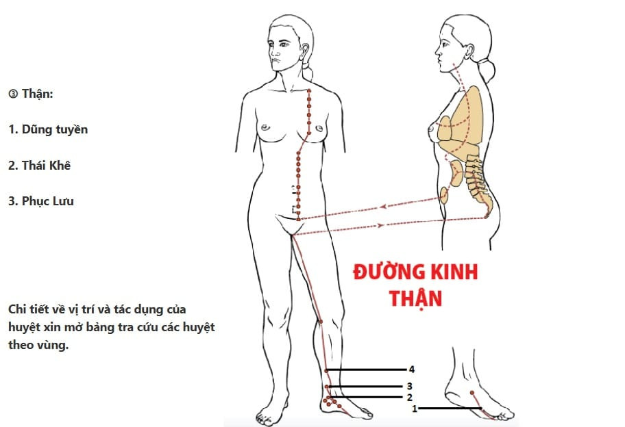 Đường kinh Thận ở chân, từ lòng bàn chân lên bụng và xương đòn