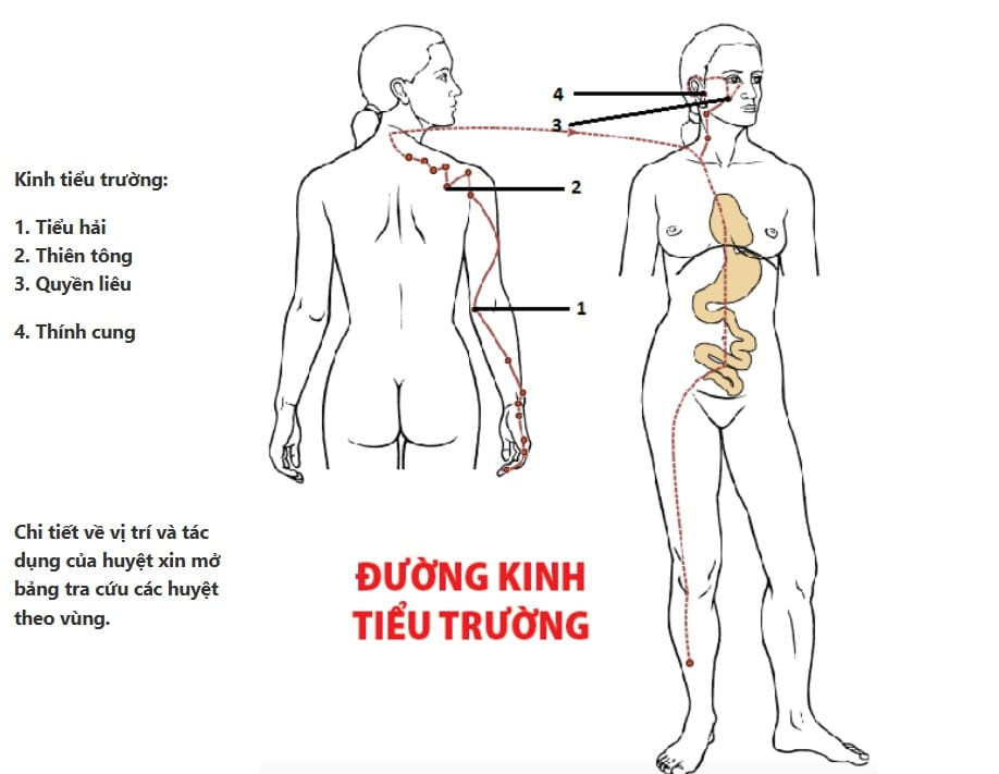 Đường kinh Tiểu trường bắt đầu từ ngón út lên vai và gò má
