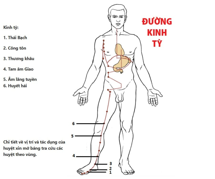 Đường kinh Tỳ ở chân, từ ngón cái lên bụng và dưới nách