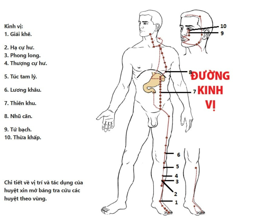 Đường kinh Vị chạy từ mắt xuống ngực, bụng và dọc mặt ngoài chân