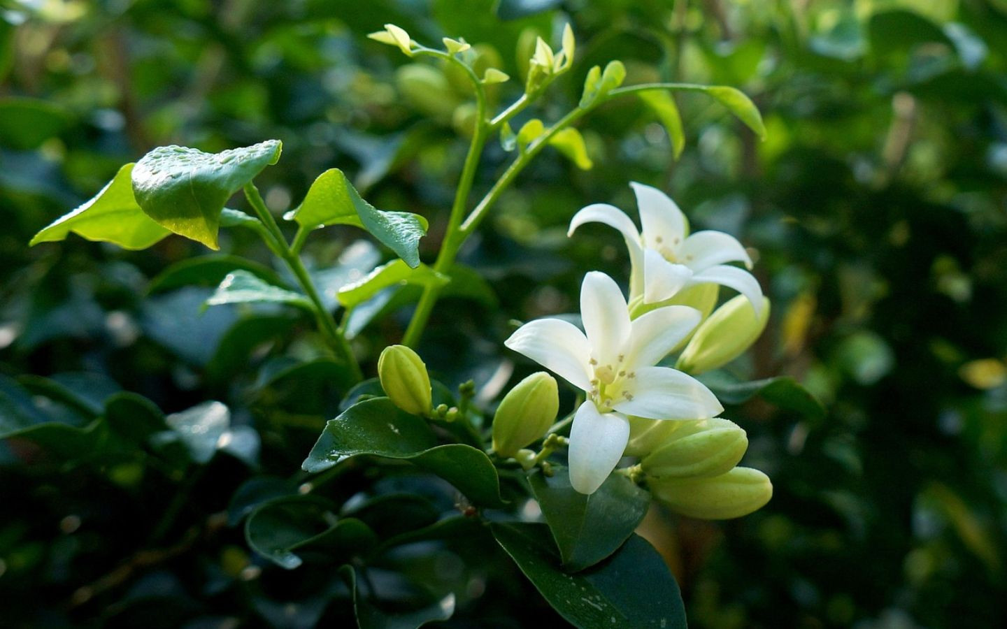 Hoa nở giữa chùm lá xanh