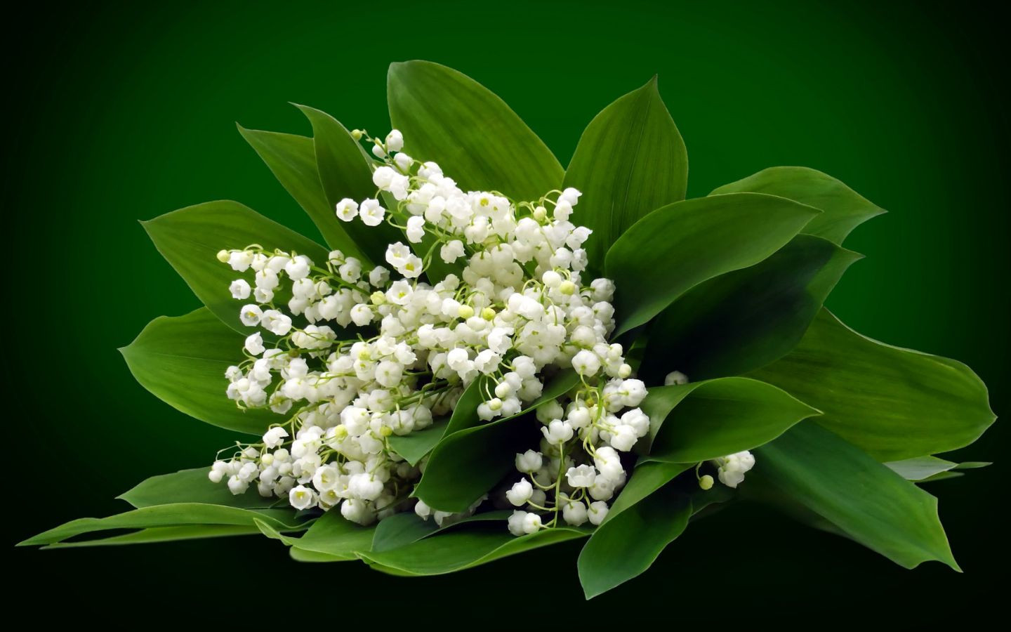 Chùm linh lan trắng lá xanh
