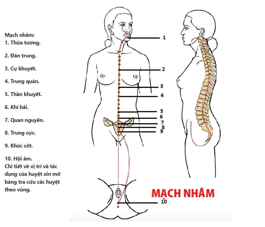 Sơ đồ đường mạch Nhâm chạy dọc mặt trước cơ thể