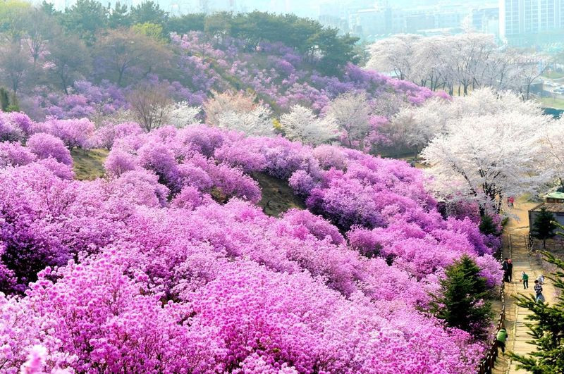 Mùa hoa tam giác mạch rực rỡ ở Sapa