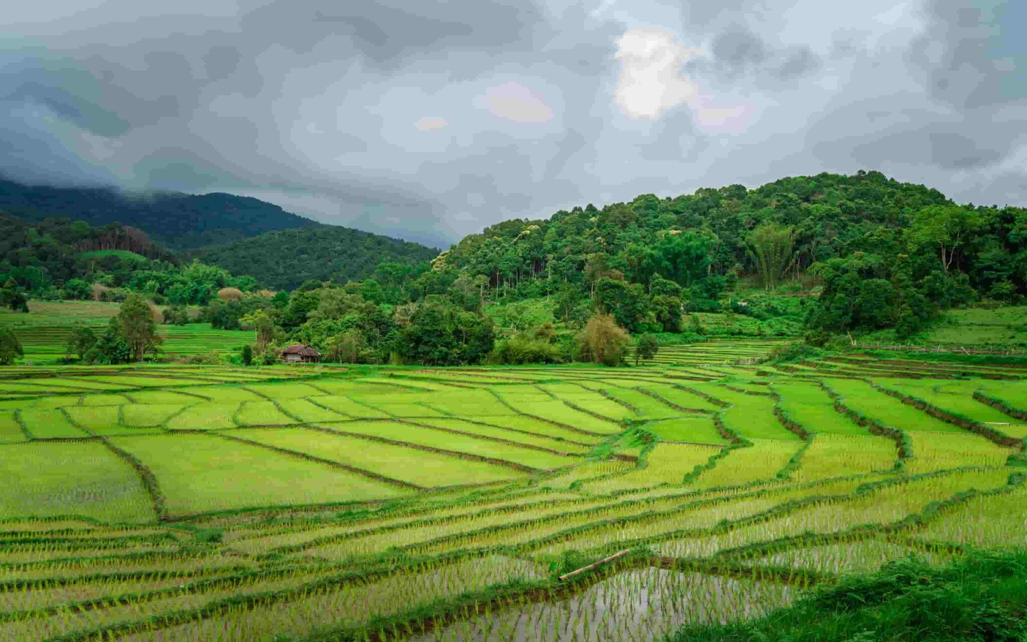 Ảnh đẹp thiên nhiên mùa xuân với hoa và bướm