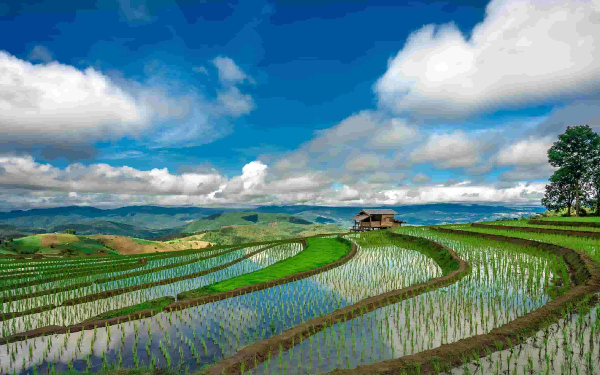 Ảnh đẹp thiên nhiên Việt Nam với ruộng bậc thang