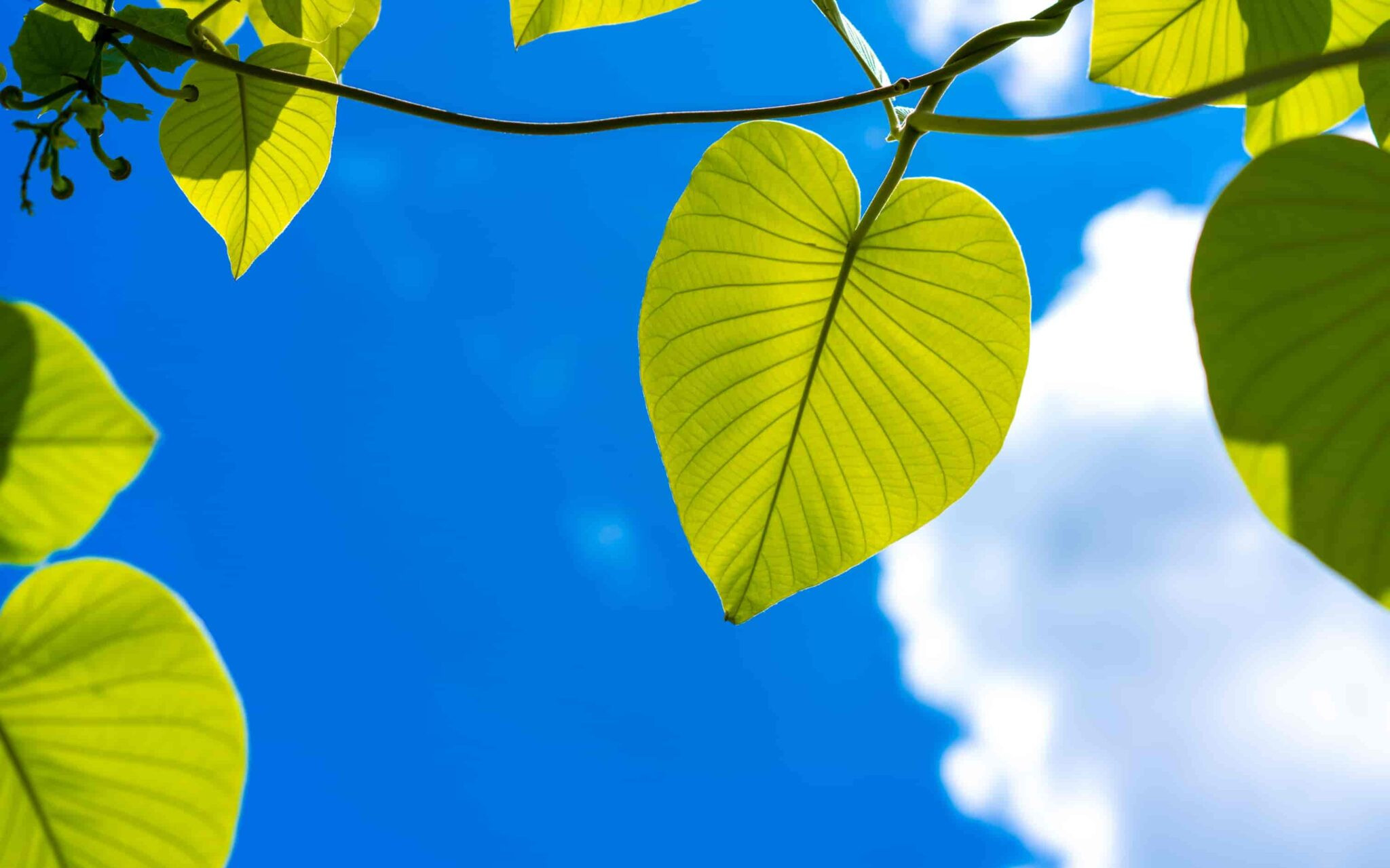 Hình ảnh thiên nhiên tươi đẹp với cảnh đồng hoa và núi